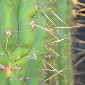 Cactus in Lanzarote van Annabel van Wensveen