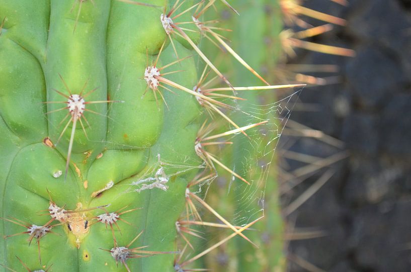 Cactus in Lanzarote van Annabel van Wensveen
