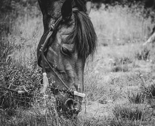 The Horse