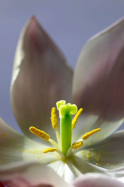 Tulip by Thomas Jäger
