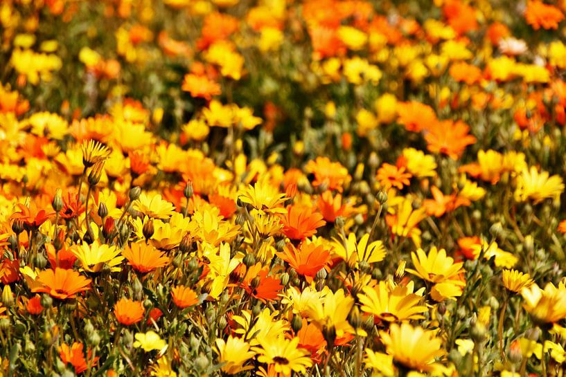 Wiese mit orangen und gelben Kapkörbchen von Werner Lehmann