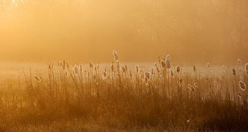 Pluimen in ochtendzon by PvdH Fotografie
