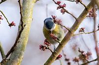 Blue tit in spring