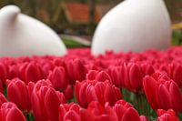 De tulpen in bloei