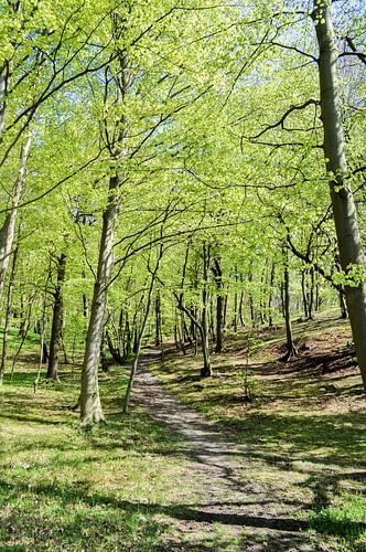Lente op de hoge oever bij Lietzow