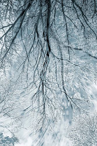 Schneebedeckte Äste: Doppelbelichtung von Klaartje Majoor