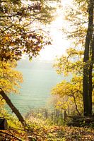 Matin d'automne