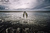 Wood in the Wadden salt