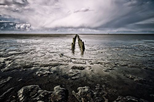 Hout in het Waddenzout