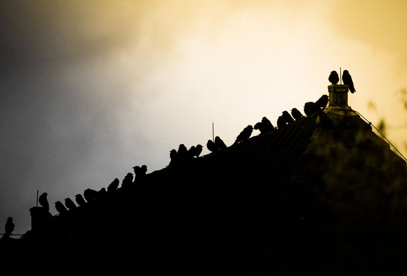 Consider the Birds by Ad van Beek