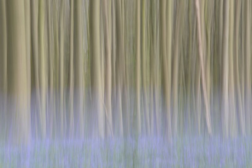 Beukenbomen met de blauwe gloed van de boshyacinten van Barbara Brolsma