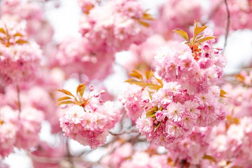 Blossom Cherry Blossom