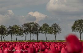 Pure sur Irma Huisman