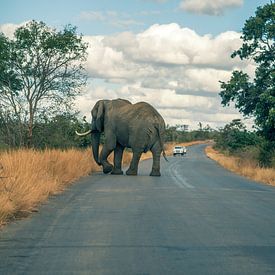 Elephant on the road by Luuk Molenschot