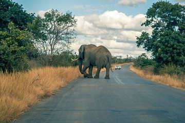 Elephant on the road by Luuk Molenschot
