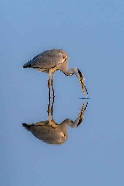 Spiegeltje Spiegeltje ( Blauwe Reiger ) van Andrea de Vries