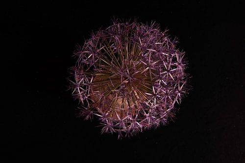 Flower from above