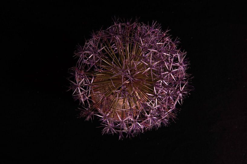 Flower from above by Roland de Zeeuw