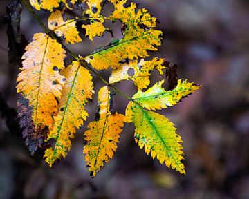 Ein gelbes Herbstblatt im Wald