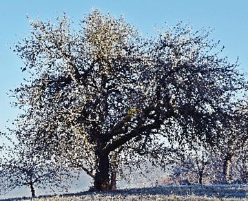 een appelboom in de winter gemengde techniek van Werner Lehmann