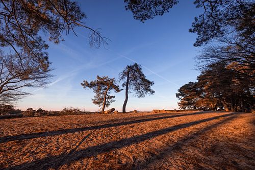 Bomenkader Gouden Uur