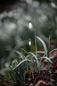 Snowdrop | Changement de saison 2