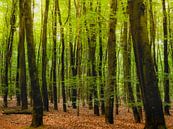 Het frisgroene bos van Pensierino by Barbara thumbnail