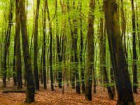 The fresh green forest