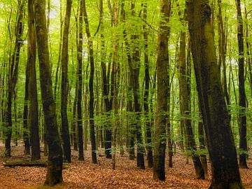 Het frisgroene bos van Pensierino by Barbara