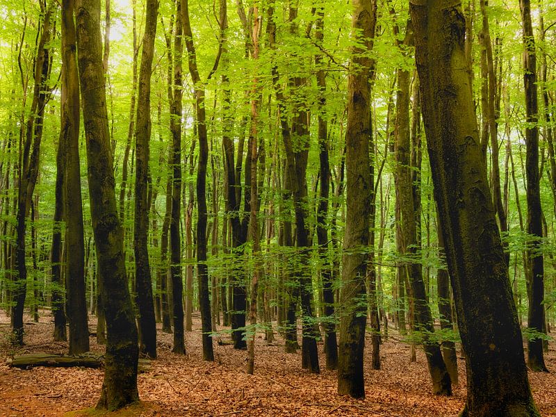 Het frisgroene bos van Pensierino by Barbara