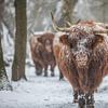 Scottish Highlander by Robin Smit