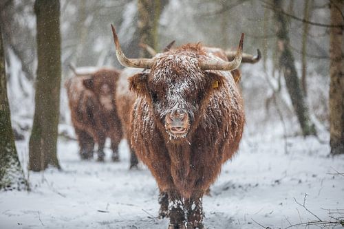 Scottish Highlander
