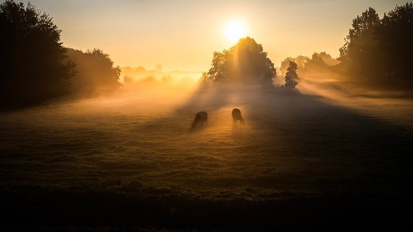 Morgenlandschaft mit Kühen von Amsterdam Pixels