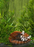 Styan´s Kleiner Panda, Roter Panda, Ailurus styani