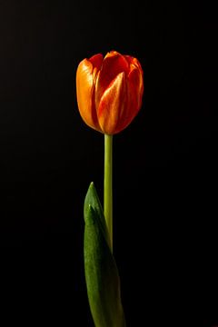 Still life in light part 1 - a tulip caught in golden glory by Dennis Lieffering