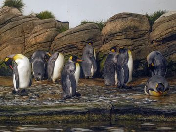 King penguin : Zoo Blijdorp by Loek Lobel