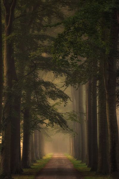 Avenue of trees on the Soelen estate by Moetwil en van Dijk - Fotografie