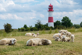 Schafe unter dem Leuchtturm von Falshöft in Deutschland von Truus Nijland