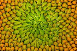 Het geometrische hart van een zonnebloem