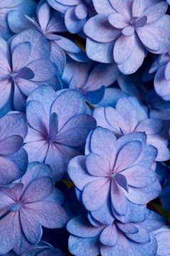 Close-up van een hortensia in blauw en roze van Margot van den Berg