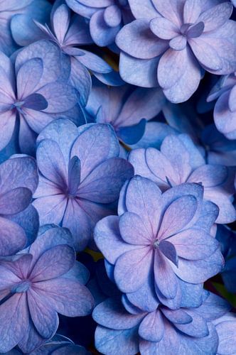 Close-up of a hydrangea in blue and pink