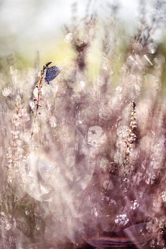 Refreshed by Bob Daalder
