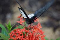 Vlinder
