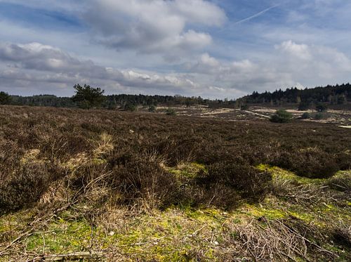 Hooge Veluwe