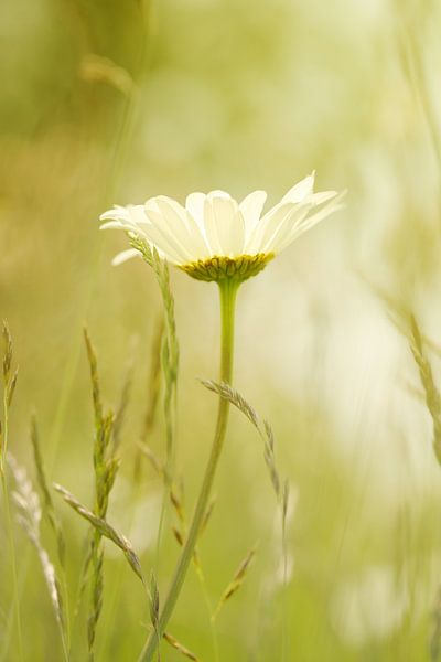 Marguerite blanche dans le champ par LHJB Photography
