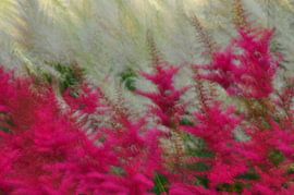 FLOWER DREAMS 25 by Miroslav Ptacek
