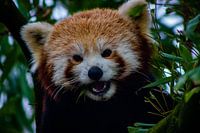 le petit panda roux