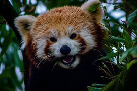 the little red panda by Wietske Uffelen