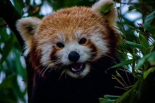 der kleine rote Panda