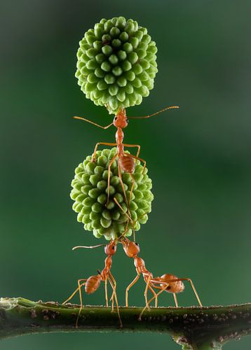 Teamwork by Ema Erkens